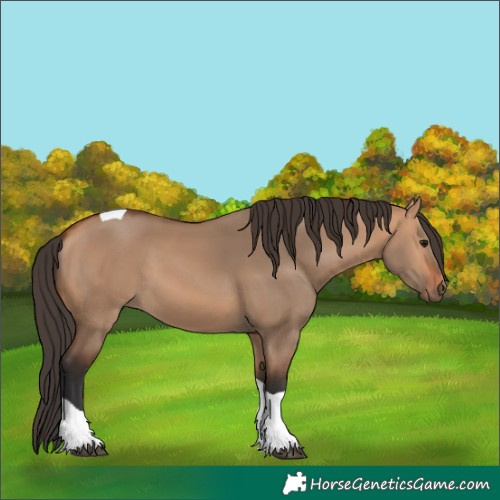 Horse Color:Bay Dun Tobiano 