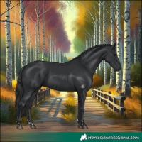 Horse Color:Black and Black