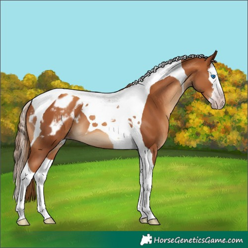 Horse Color:Gray Gold Champagne Splash Tobiano Appaloosa 