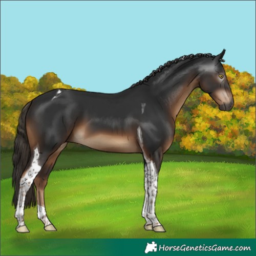 Horse Color:Gray Liver Chestnut Tobiano 