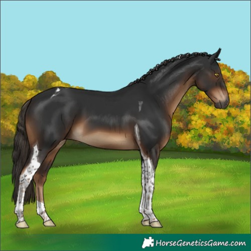 Horse Color:Gray Liver Chestnut Tobiano 