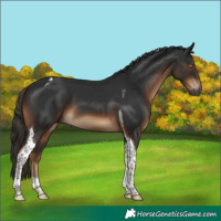 Horse Color:Gray Liver Chestnut Tobiano 