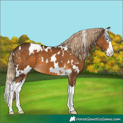 Horse Color:White Spotted Chocolate Palomino Splash 