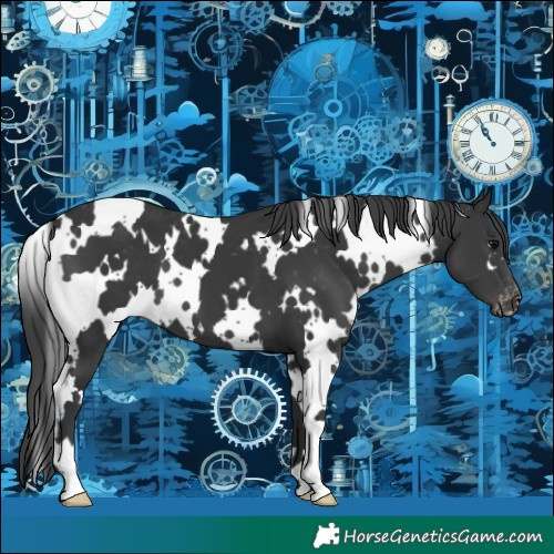 Horse Color:White Spotted Black Appaloosa