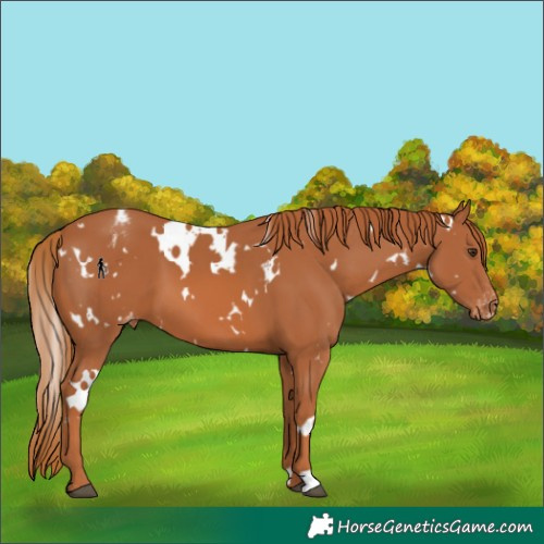 Horse Color:White Spotted Chestnut Appaloosa 