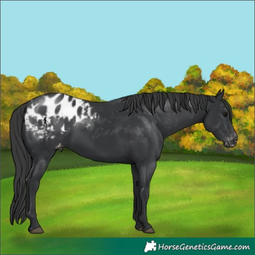 Horse Color:Black Appaloosa 