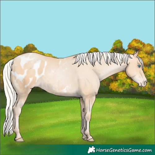Horse Color:Silver Amber Champagne Pearl Appaloosa Rabicano 