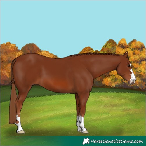 Horse Color:Chestnut 
