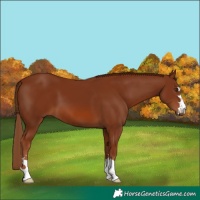 Horse Color:Chestnut 