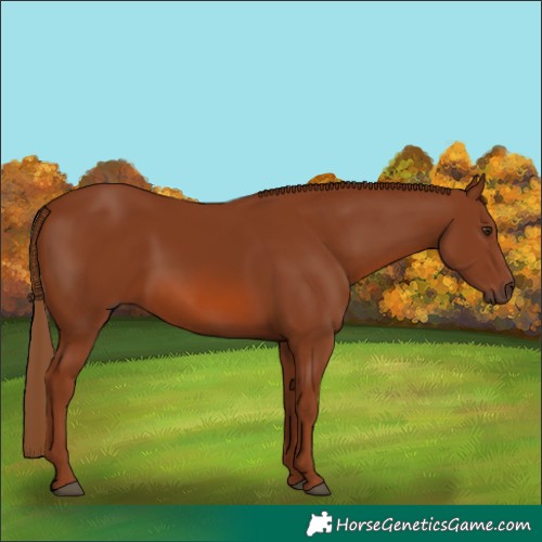 Horse Color:Chestnut 