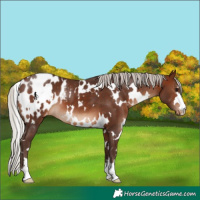 Horse Color:White Spotted Silver Brown Appaloosa