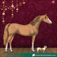 Horse Color:Chestnut Splash Tobiano 