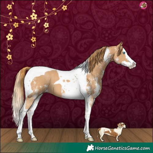 Horse Color:Chestnut Sabino Splash Tobiano 