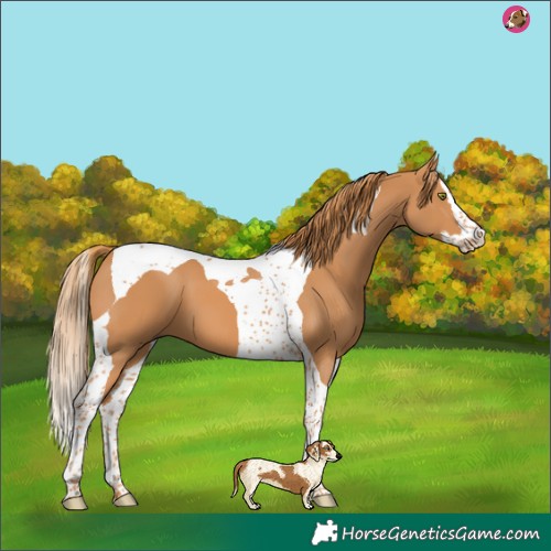 Horse Color:Chestnut Splash Tobiano 