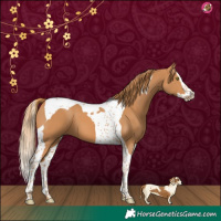 Horse Color:Chestnut Splash Tobiano 