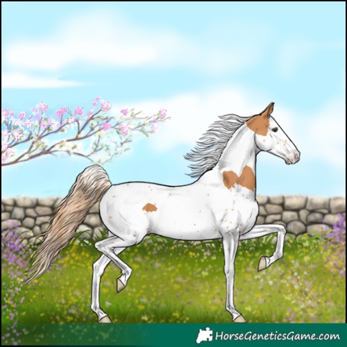 Horse Color:Chestnut Splash Tobiano