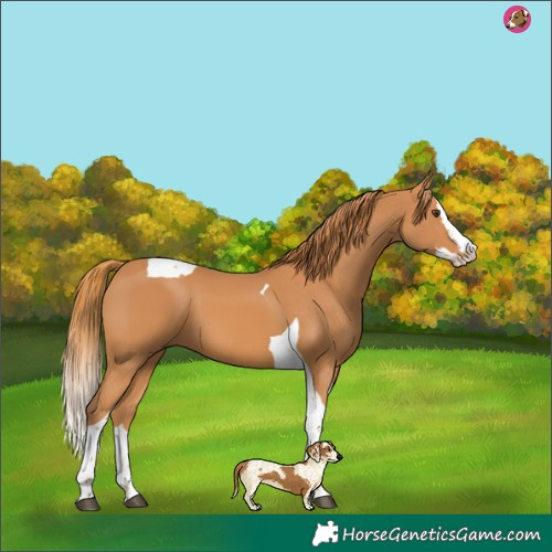 Horse Color:Chestnut Splash Tobiano