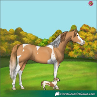 Horse Color:Chestnut Splash Tobiano