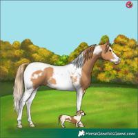 Horse Color:Chestnut Splash Tobiano Frame