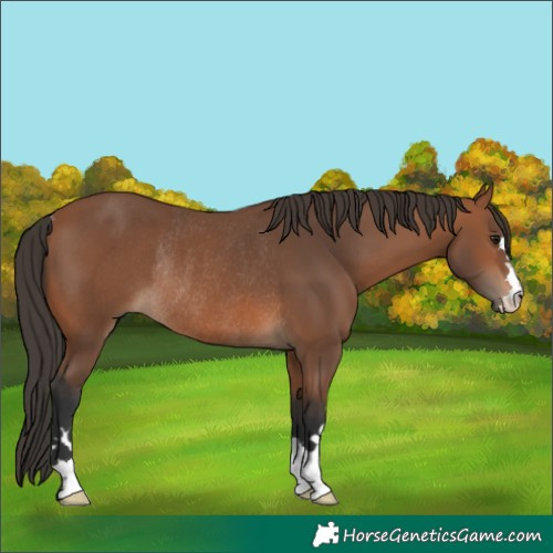 Horse Color:Bay Rabicano 