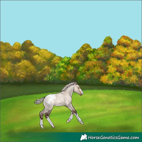 Horse Color:Silver Brown Roan Dun Blanket 