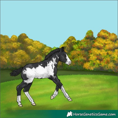 Horse Color:Black Frame 