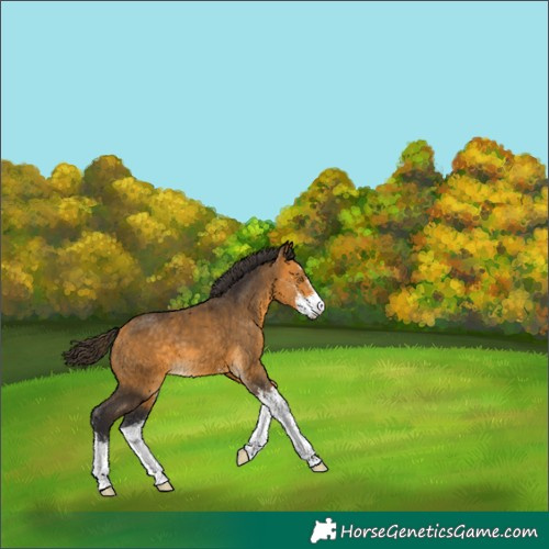 Horse Color:Buckskin Sabino 