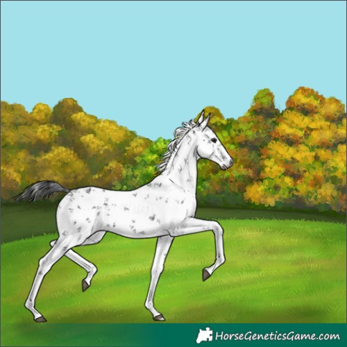 Horse Color:Gray White Spotted Smoky Black Sabino 