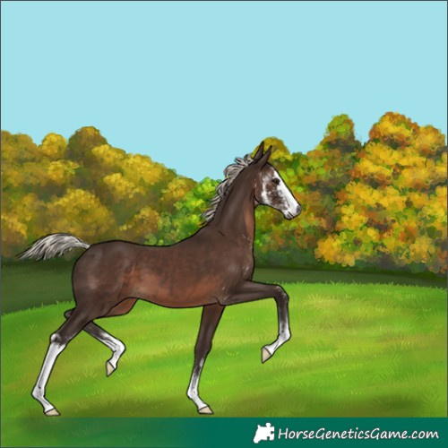 Horse Color:Gray Silver Black Sabino 