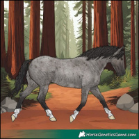 Horse Color:Smoky Grullo Roan 