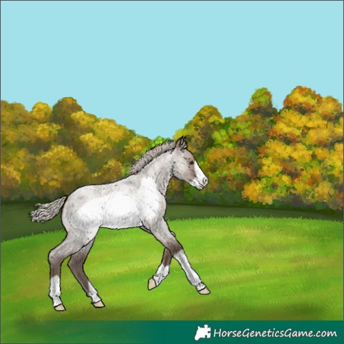 Horse Color:Silver Grullo Roan Frame 