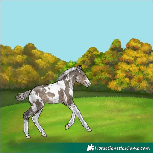 Horse Color:White Spotted Silver Smoky Grullo Sabino 