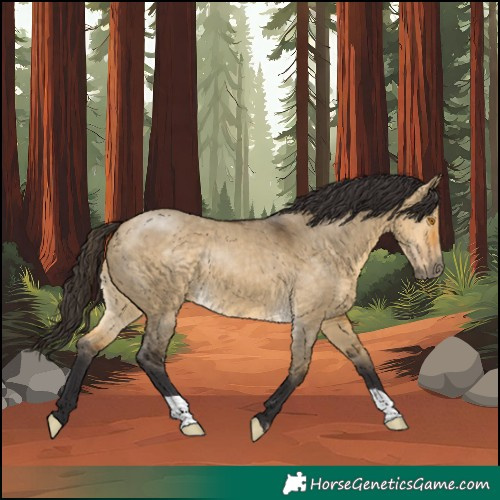 Horse Color:Buckskin Dun
