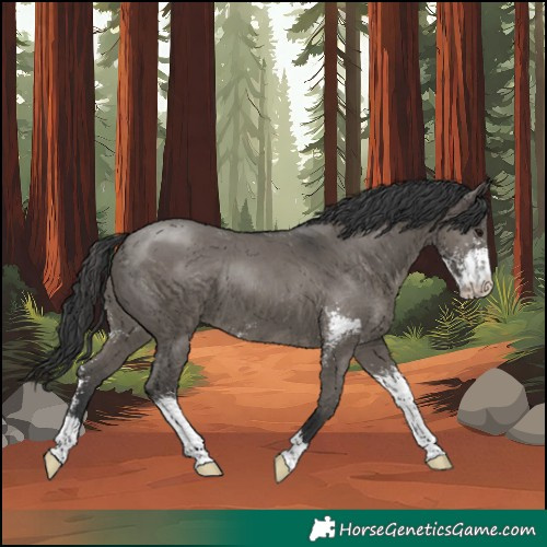 Horse Color:Grullo Sabino