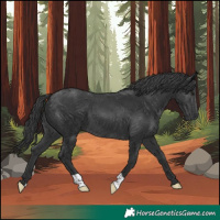 Horse Color:Black 