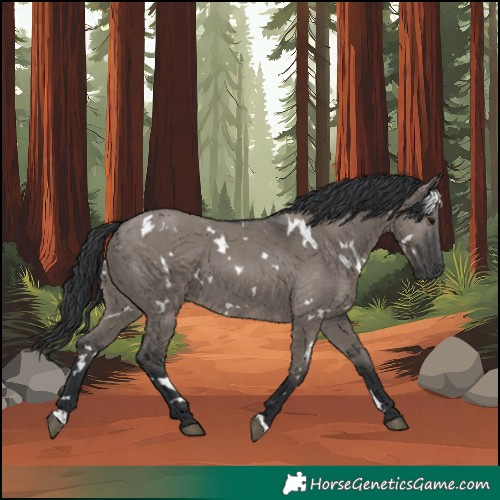 Horse Color:White Spotted Grullo