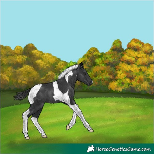 Horse Color:Black Tobiano 