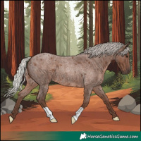 Horse Color:Silver Blue Roan 