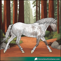 Horse Color:White Spotted Silver Blue Roan 