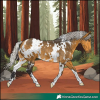 Horse Color:White Spotted Silver Buckskin 