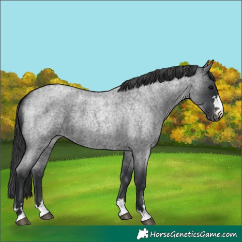 Horse Color:Unknown 