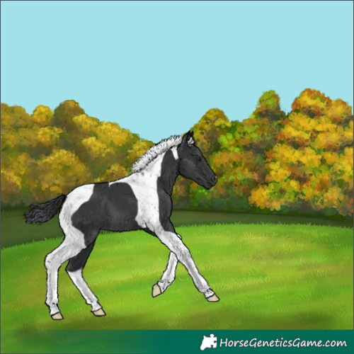 Horse Color:Black Tobiano 
