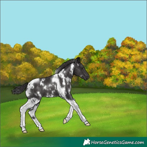 Horse Color:White Spotted Smoky Black Tobiano 