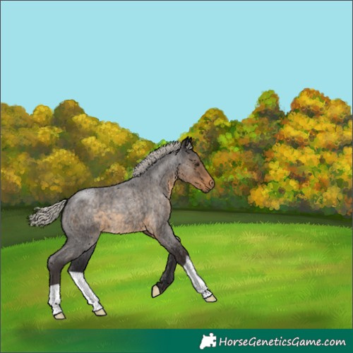 Horse Color:Silver Smoky Blue Roan 