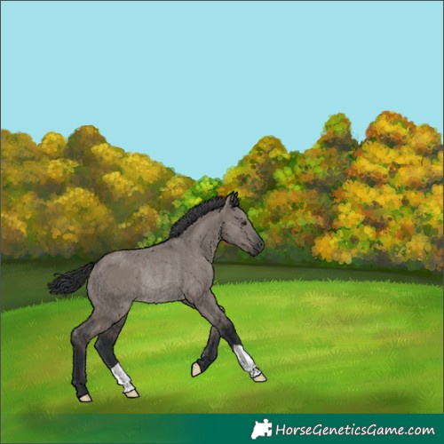 Horse Color:Grullo Rabicano 