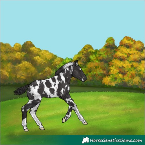 Horse Color:White Spotted Smoky Black 