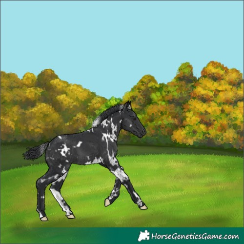Horse Color:White Spotted Black 