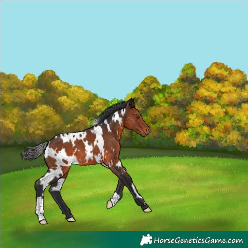 Horse Color:White Spotted Brown 