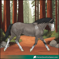 Horse Color:Grullo Sabino 