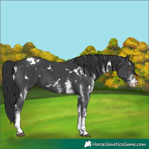 Horse Color:White Spotted Black 
